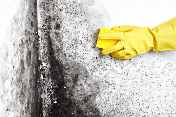 Certified Mold Removal in Conyers, GA