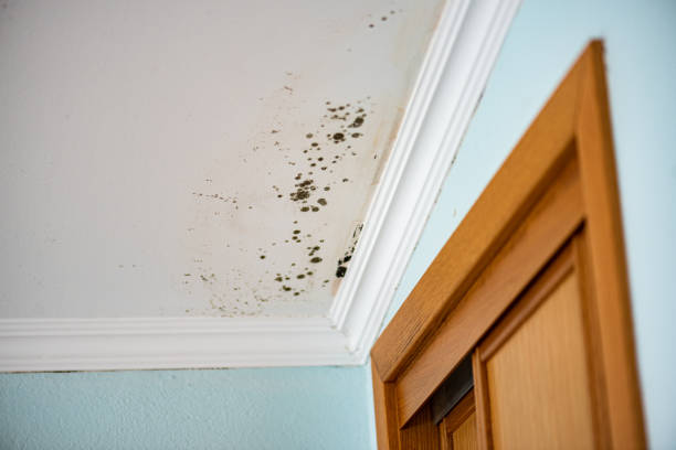 Best Crawl Space Mold Removal  in Conyers, GA