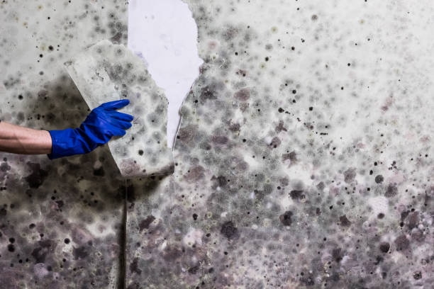 Best Mold Removal Company Near Me  in Conyers, GA