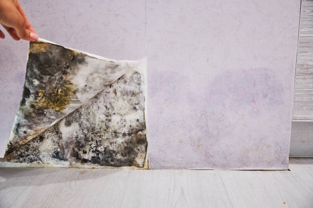 Best Certified Mold Removal  in Conyers, GA